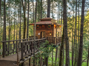 Vertical Horizons Treehouse Paradise