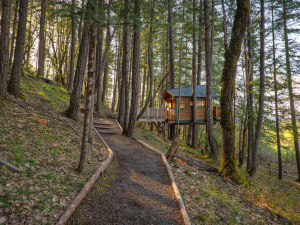 Vertical Horizons Treehouse Paradise