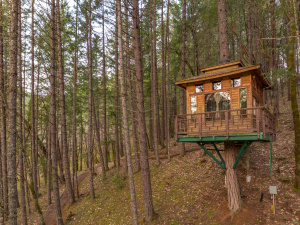 Vertical Horizons Treehouse Paradise