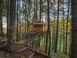 Vertical Horizons Treehouse Paradise